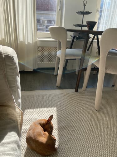 Recensent toont het licht crèmekleurige Chess wollen vloerkleed in een zonnige kamer, met een hondje dat erop slaapt.