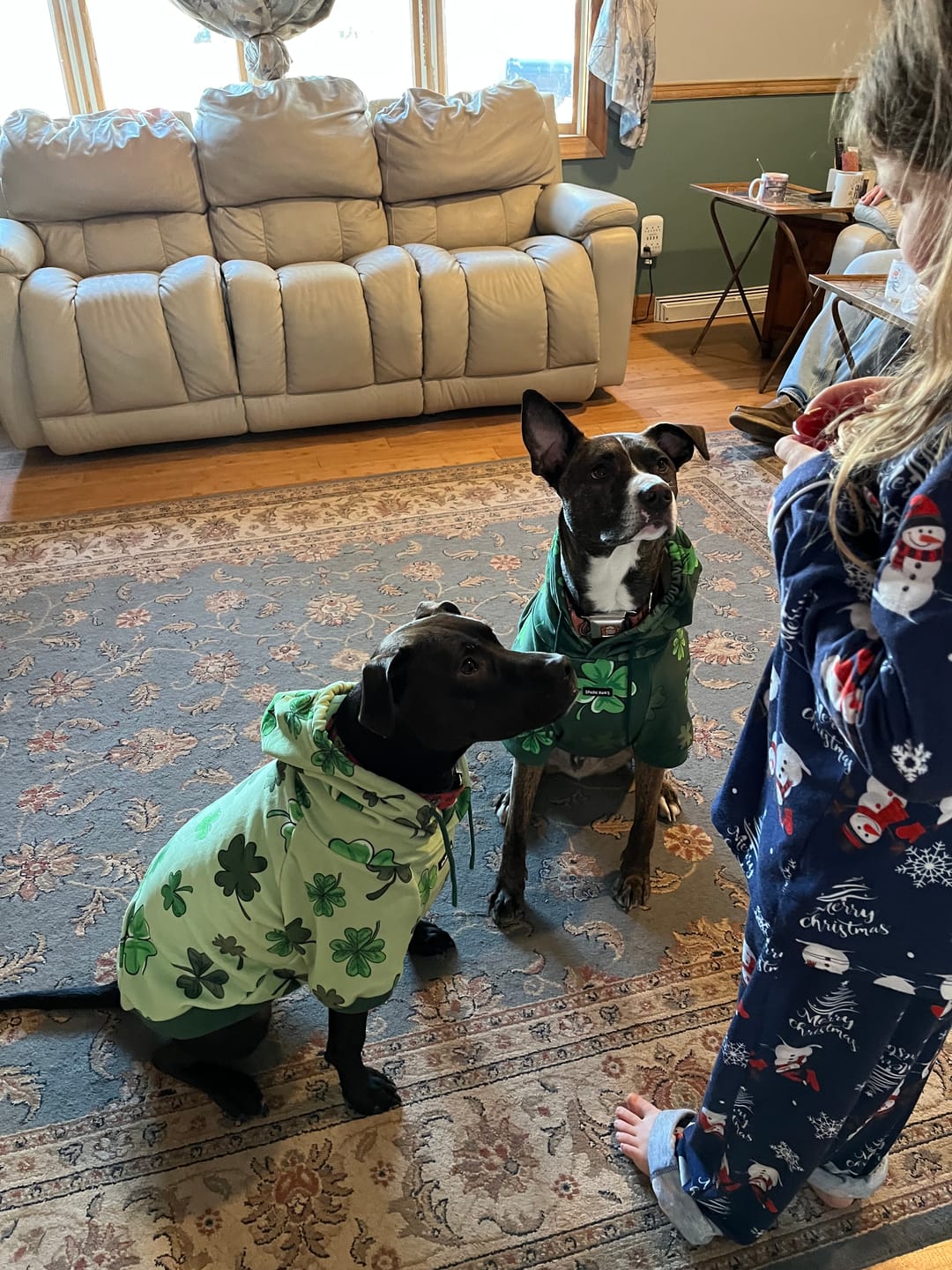 Customer photo review of St. Paddy's Dog Hoodie - Light Green (Limited Edition)