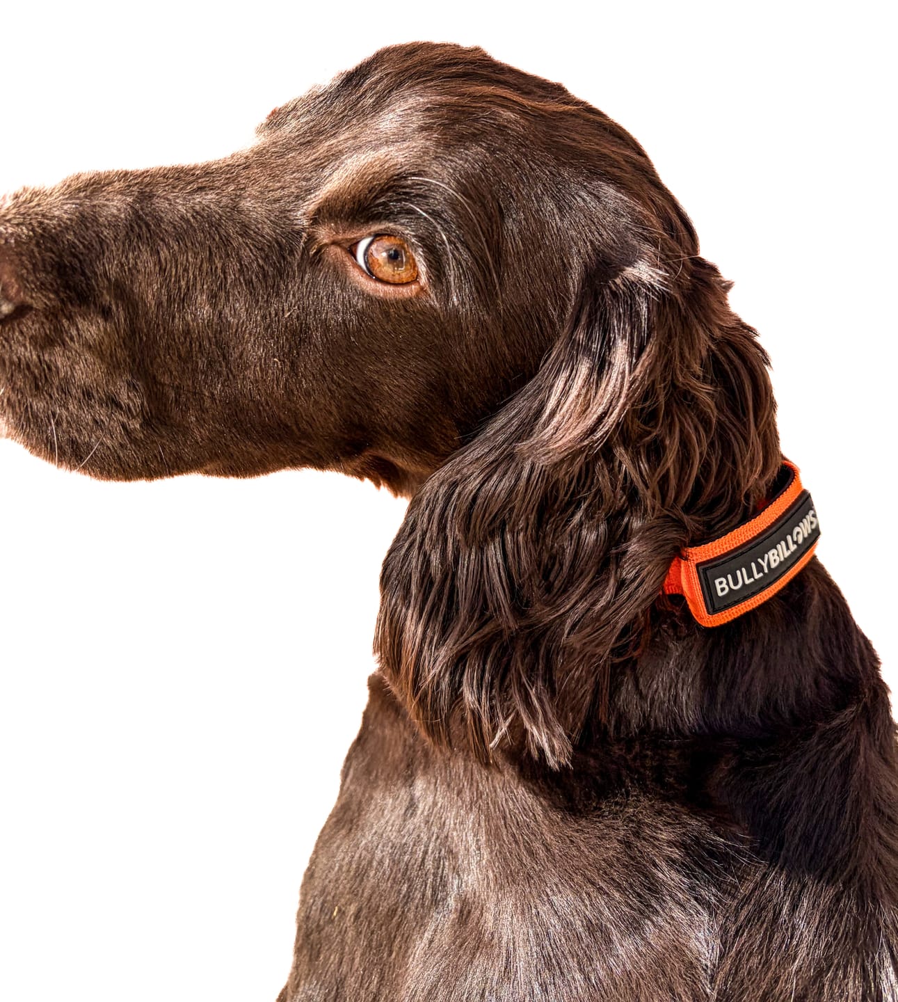 Customer photo review of 2.5cm Combat® Collar | With Handle & Rated Clip - Orange