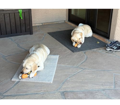 Customer's two yellow dogs on a patio, each chewing a Himalayan Yak Chew from a bright orange holder.
