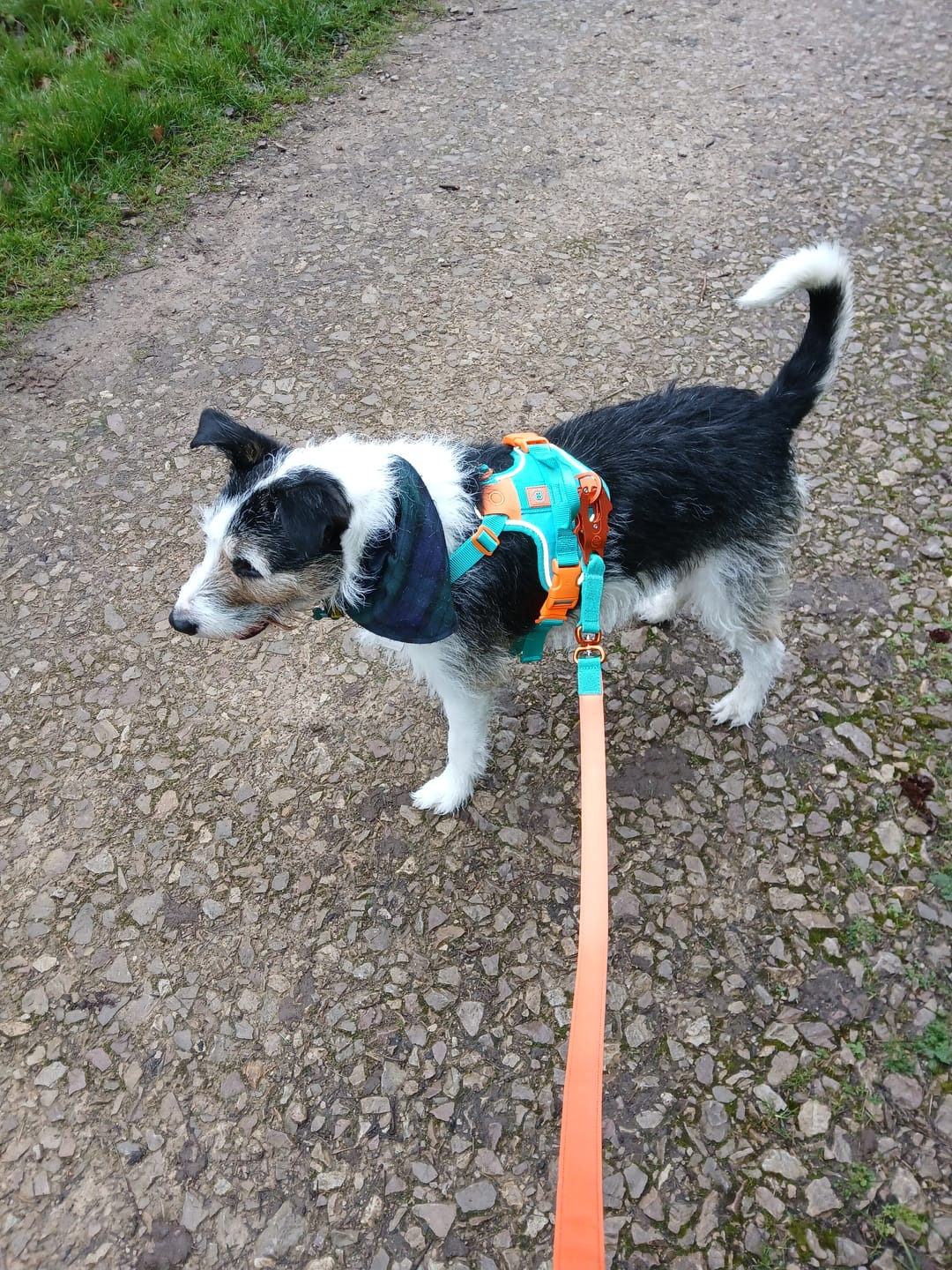 Customer photo review of Anti Pull Hurricane Harness Lighter | With Handle - Turquoise X Orange