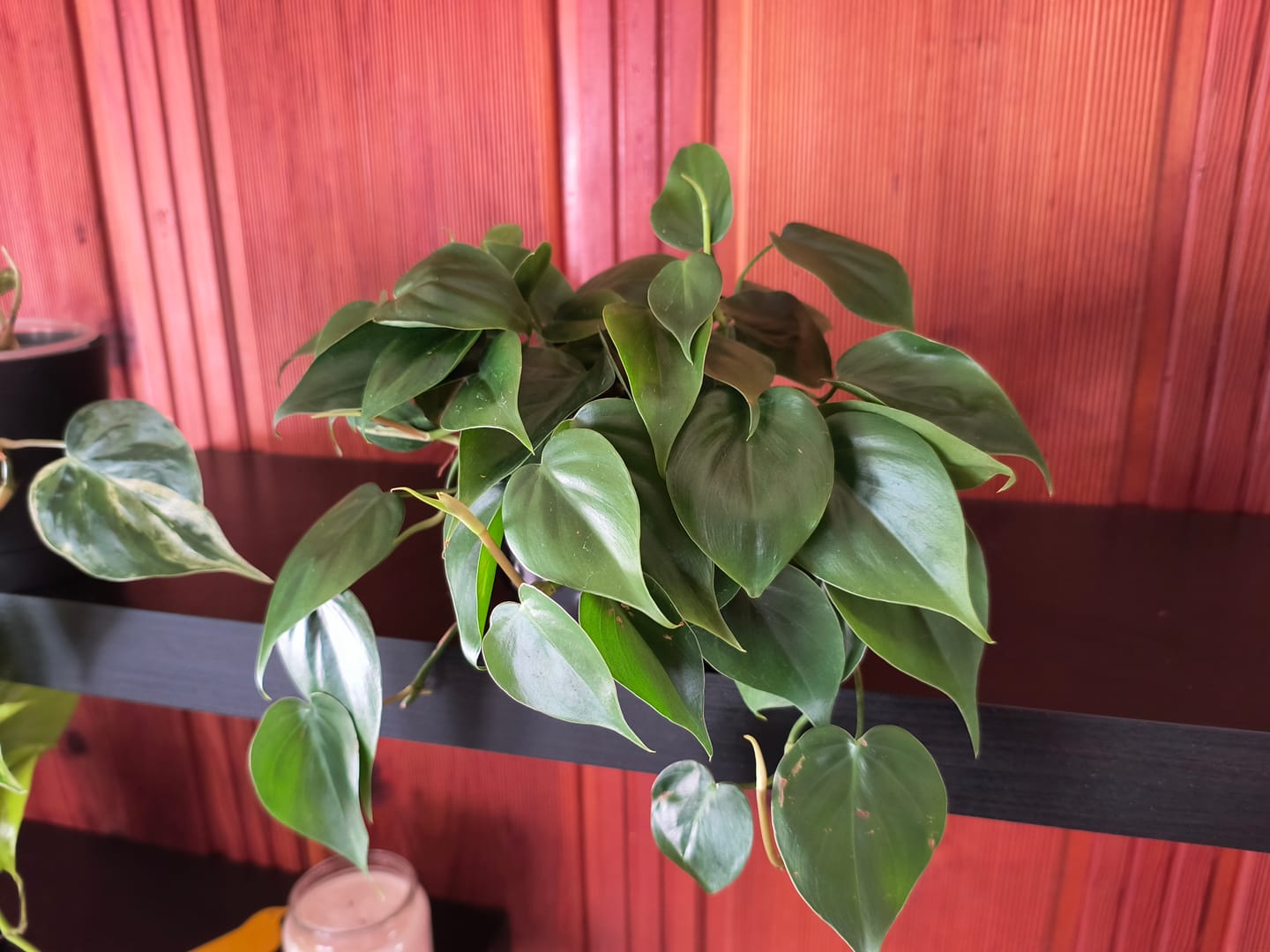 Customer photo review of Philodendron hederaceum