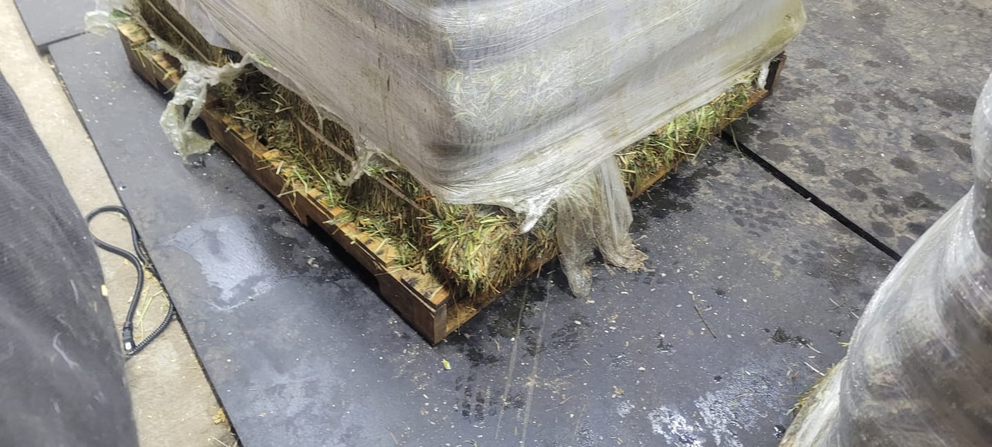Customer photo review of Timothy Orchard Grass Hay (Click here for Qty Discount) Grass Hay (Buy More - Save More)(Includes delivery too!)