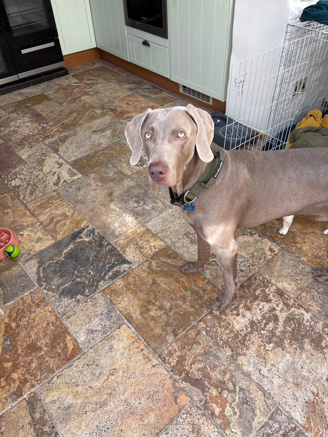 Customer photo review of 4cm Combat® Collar | Handle & Rated Clip -  Khaki