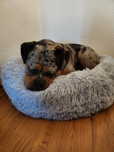 Customer photo review of Puppery Hundebett Wolke 7 - Das Original