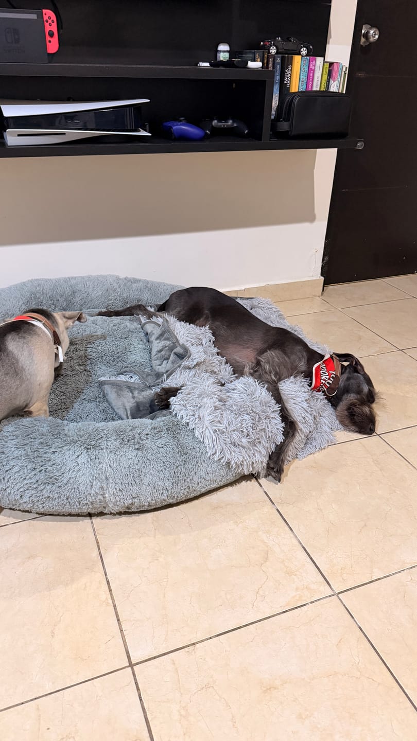 Customer photo review of Cobija Impermeable para Perros