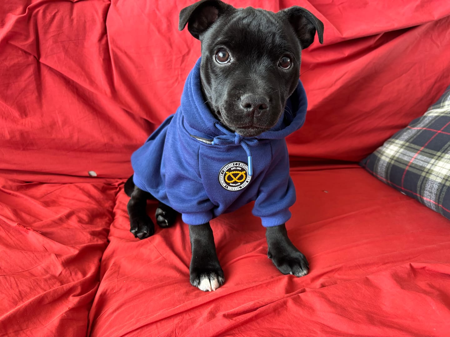 Customer photo review of Staffordshire Bull Terrier 1935® Hoodies - Royal Blue