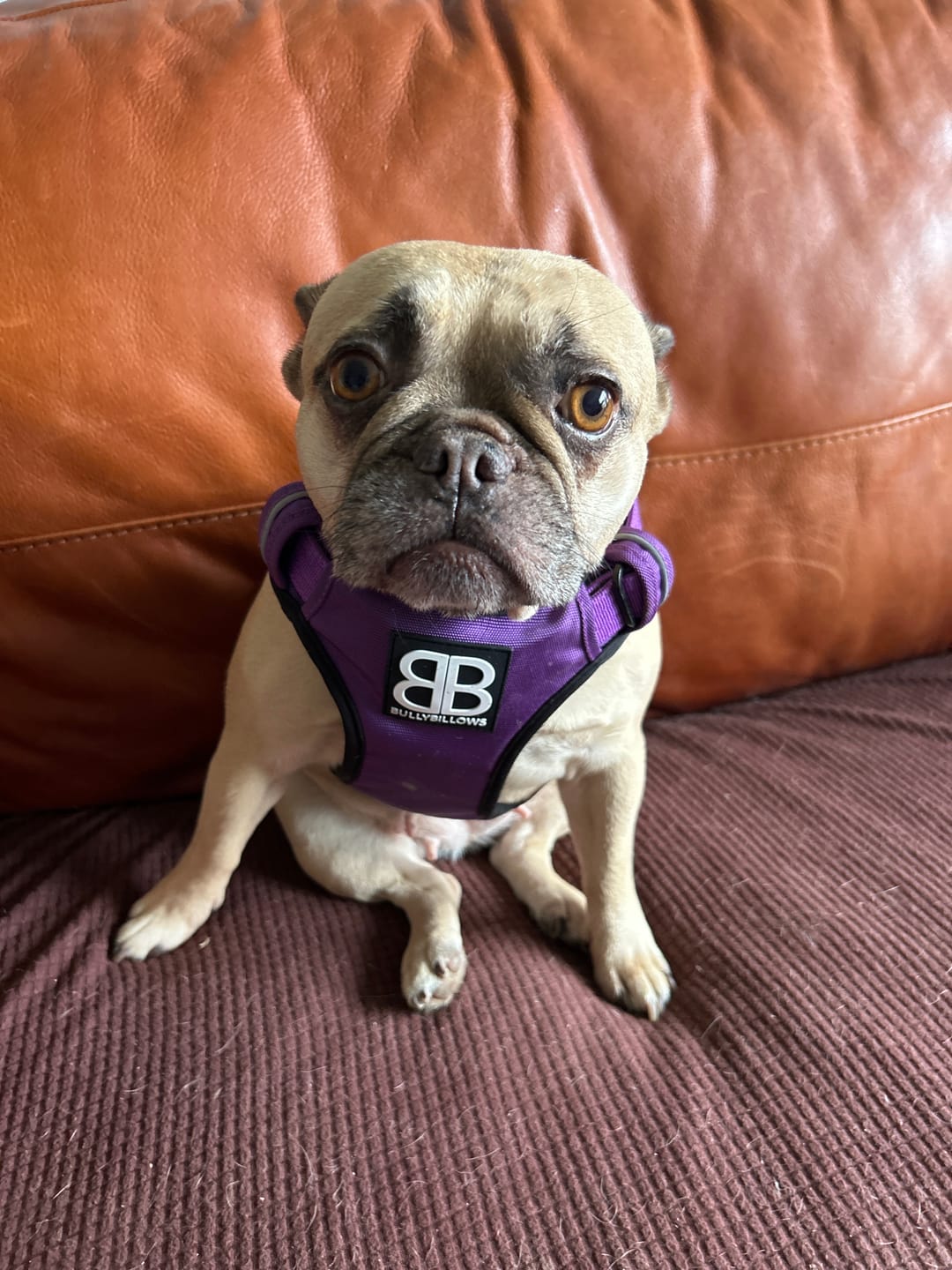 Customer photo review of Comfort Premium Harness | Non Restrictive - Purple