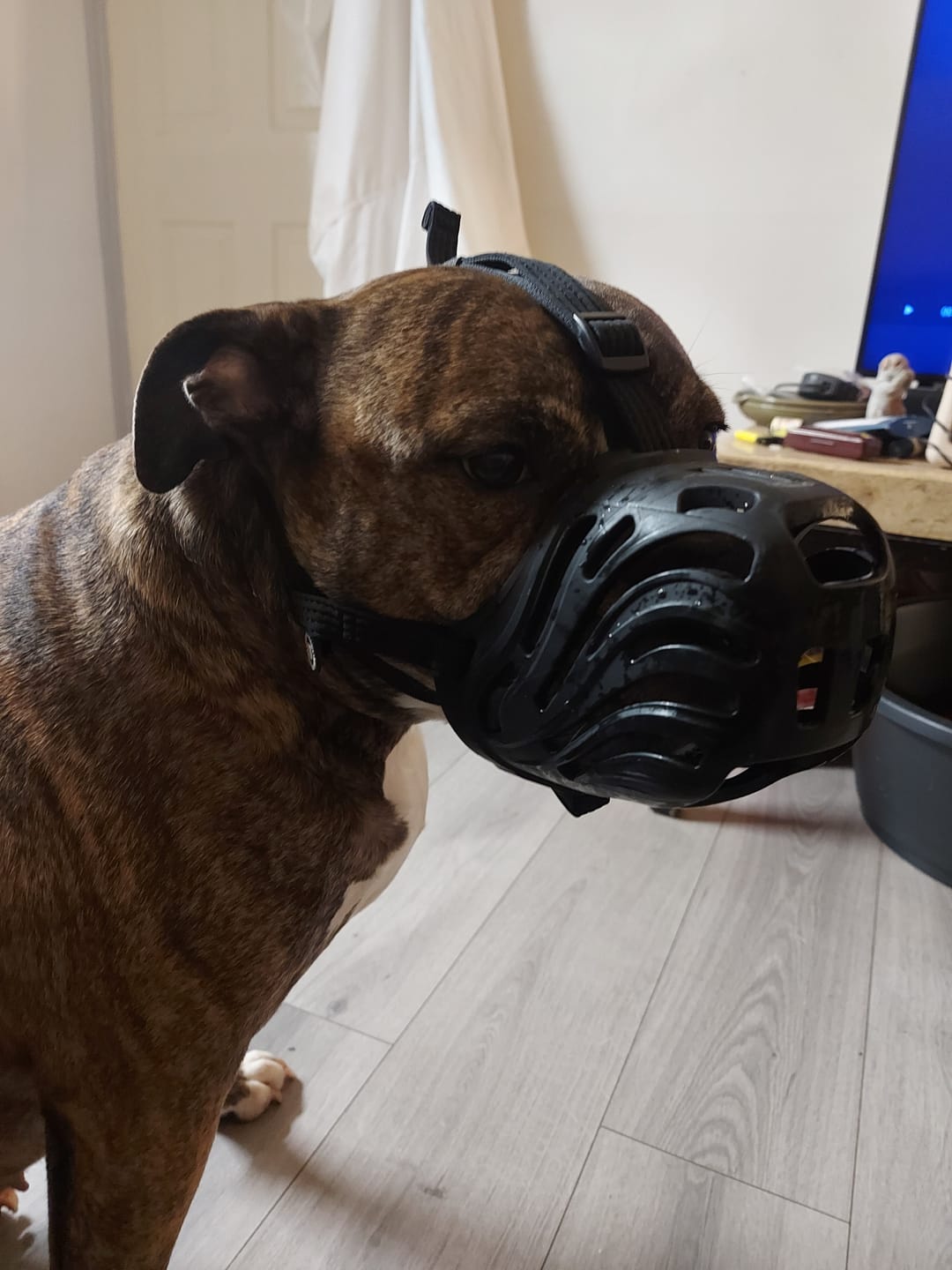 Customer photo review of Muzzle | Flexi & Legal Requirement - S-XL Breeds - Black
