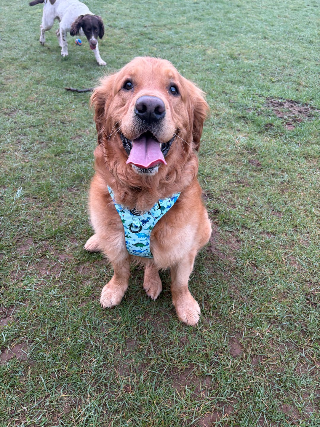 Customer photo review of Tough Trails™ Harness - Dinky Dino