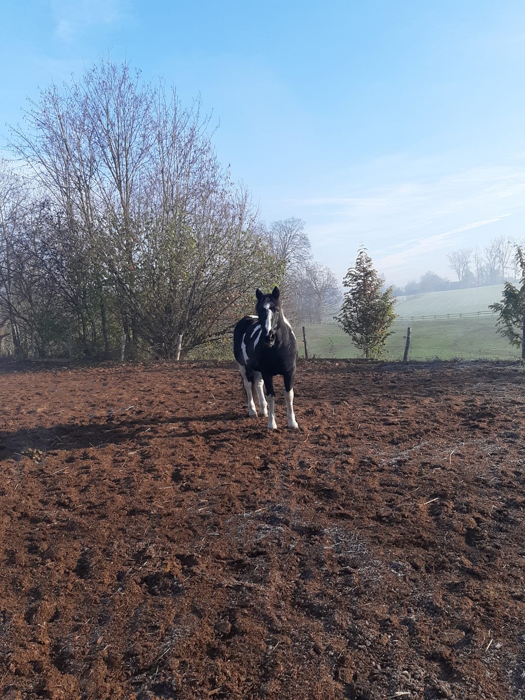 Customer photo review of Für Pferde - Hanf Pur - CBDa - 360 g