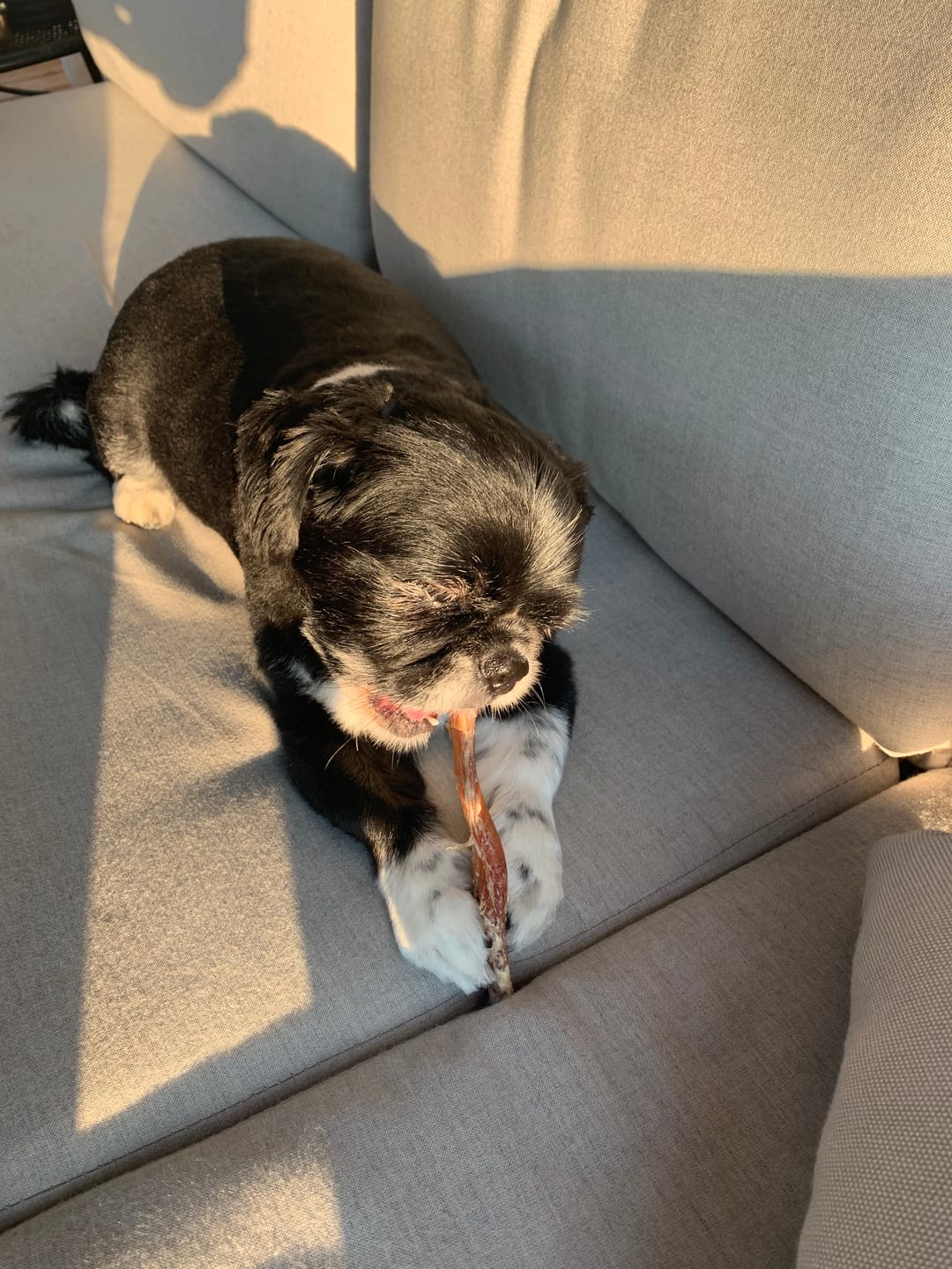 Customer photo review of 6 Inch Jumbo Bully Stick
