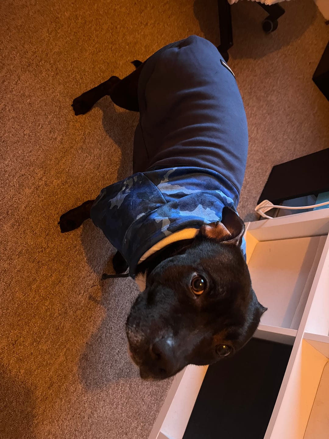 Customer photo review of Blue Camo Dog Hoodie