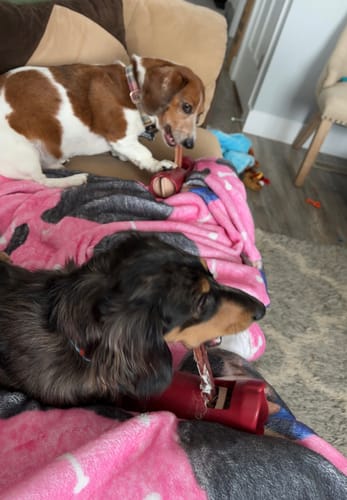 Customer's two dachshunds on a couch, each chewing a 6 Inch Thick Bully Stick in a red safety holder.