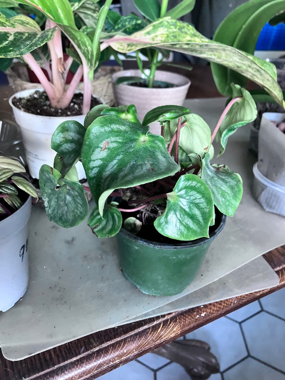 Customer photo review of Watermelon Peperomia starter plant In 4" Grow Pot - Large Watermelon-Striped Peperomia - Indoor Succulent Plant - Easy Care Houseplant