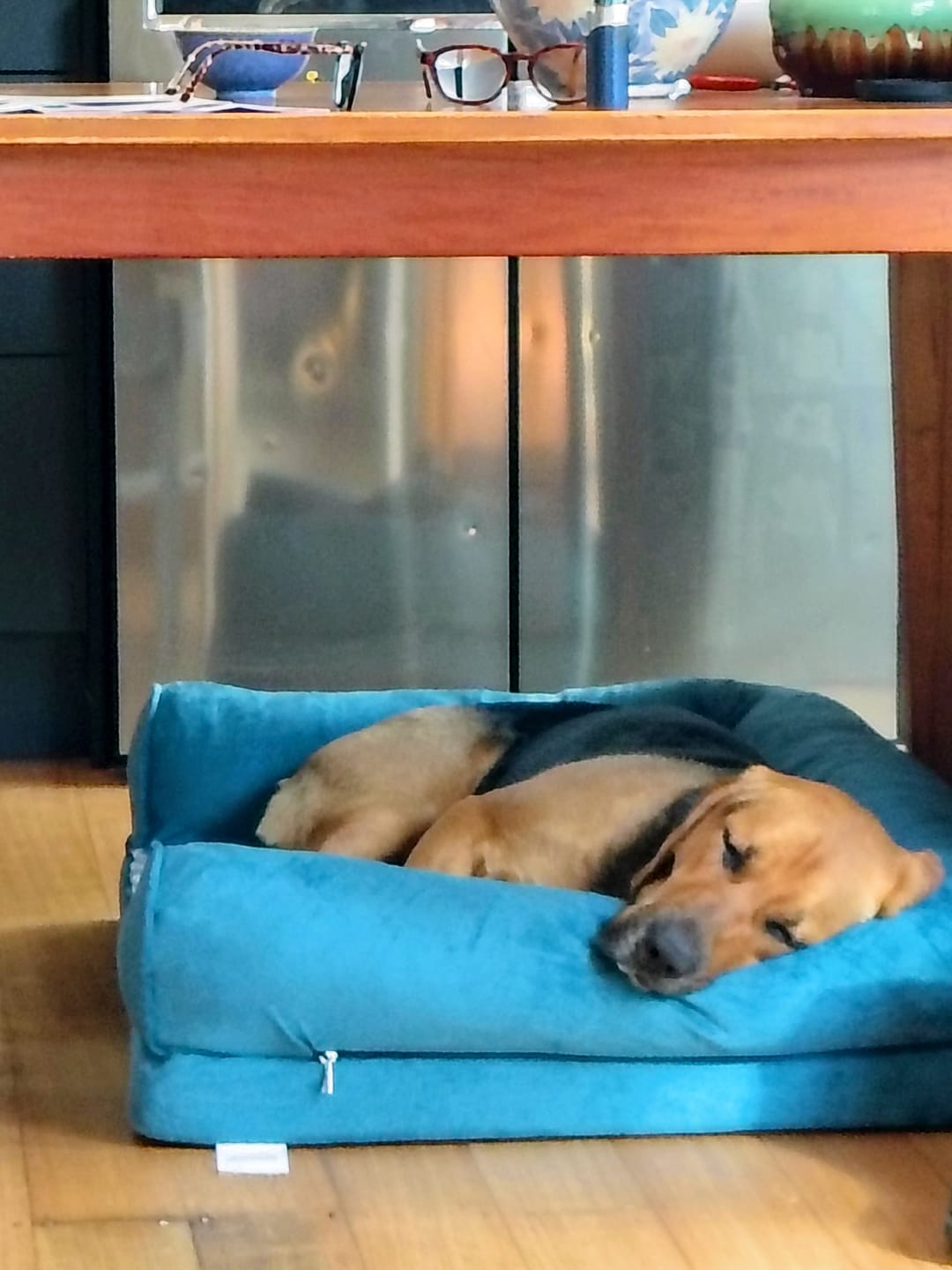 Customer photo review of Pet Sofa Bed