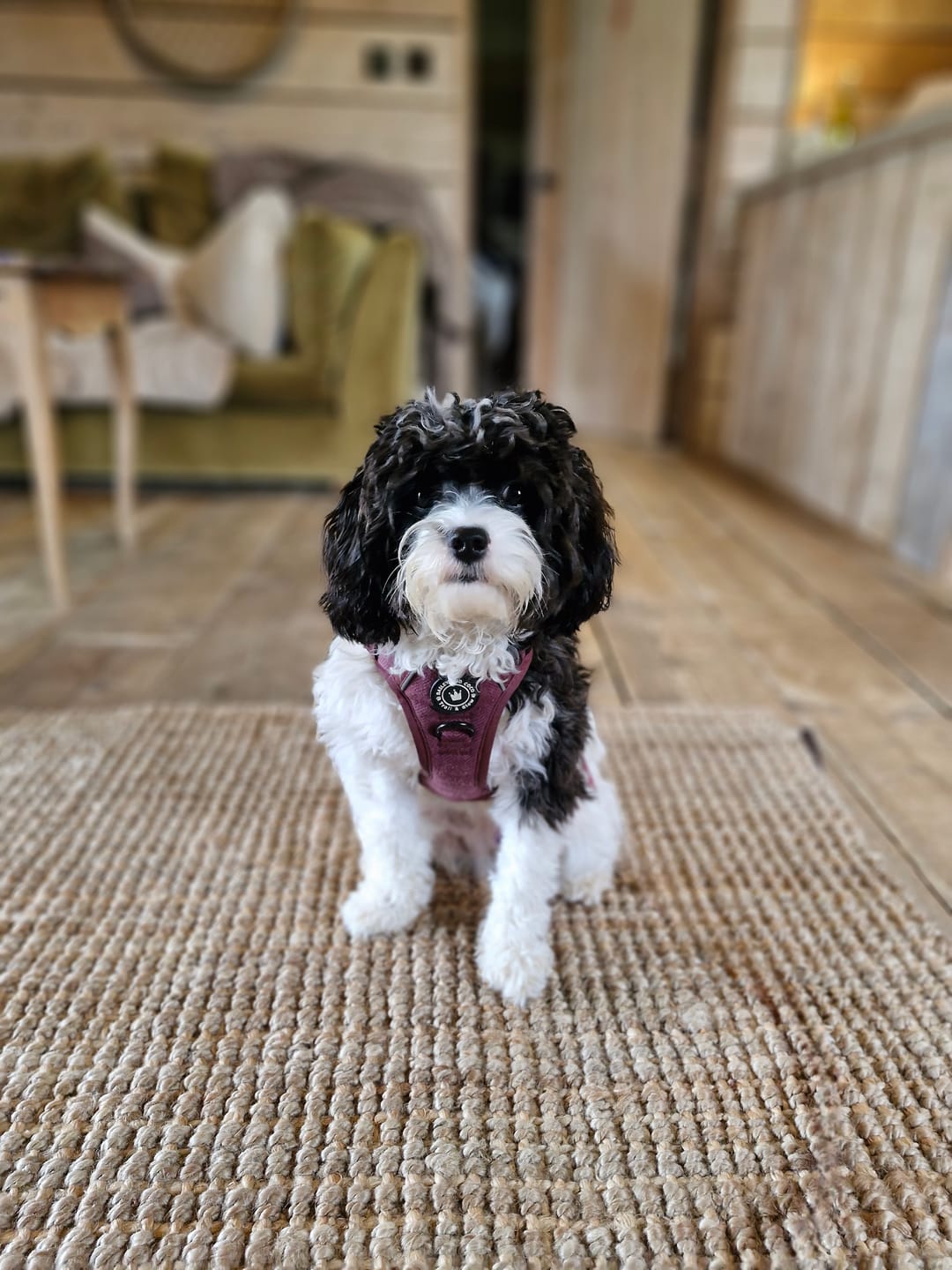 Customer photo review of Trail & Glow® Dog Harness - Mulberry Tweed