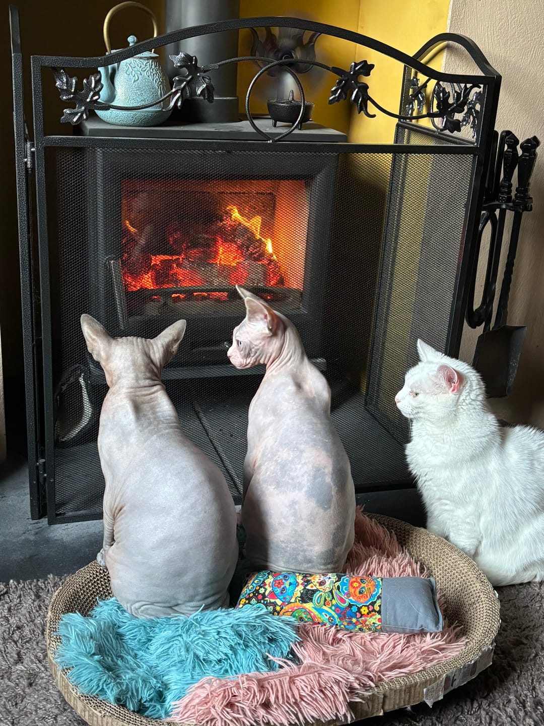 Customer photo review of All-Rounder Scented Cat Litter (W225) 10KG