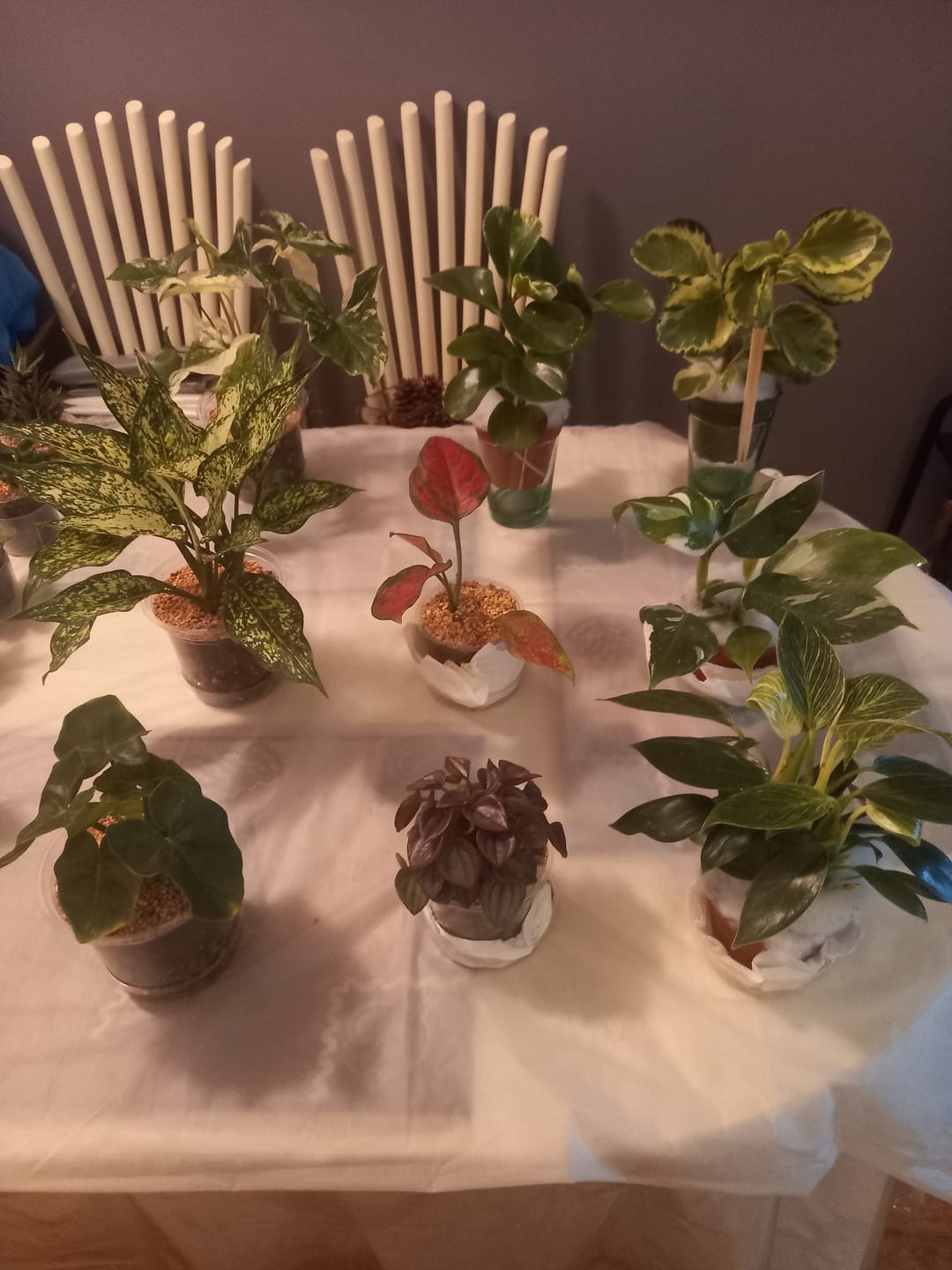 Customer photo review of Peperomia obtusifolia 'Golden Gate'