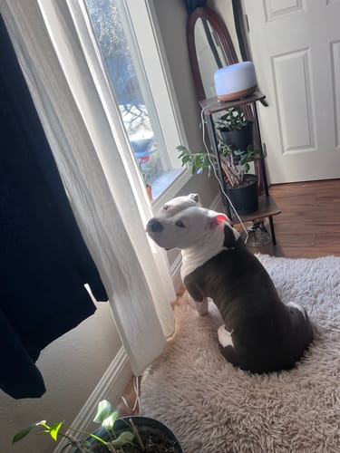 Customer photo review of Bong Downstems Iridescent  - 10mm (2 Pack)