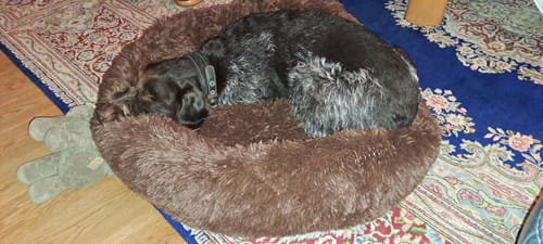 Customer photo review of Puppery Hundebett Wolke 7 - Das Original