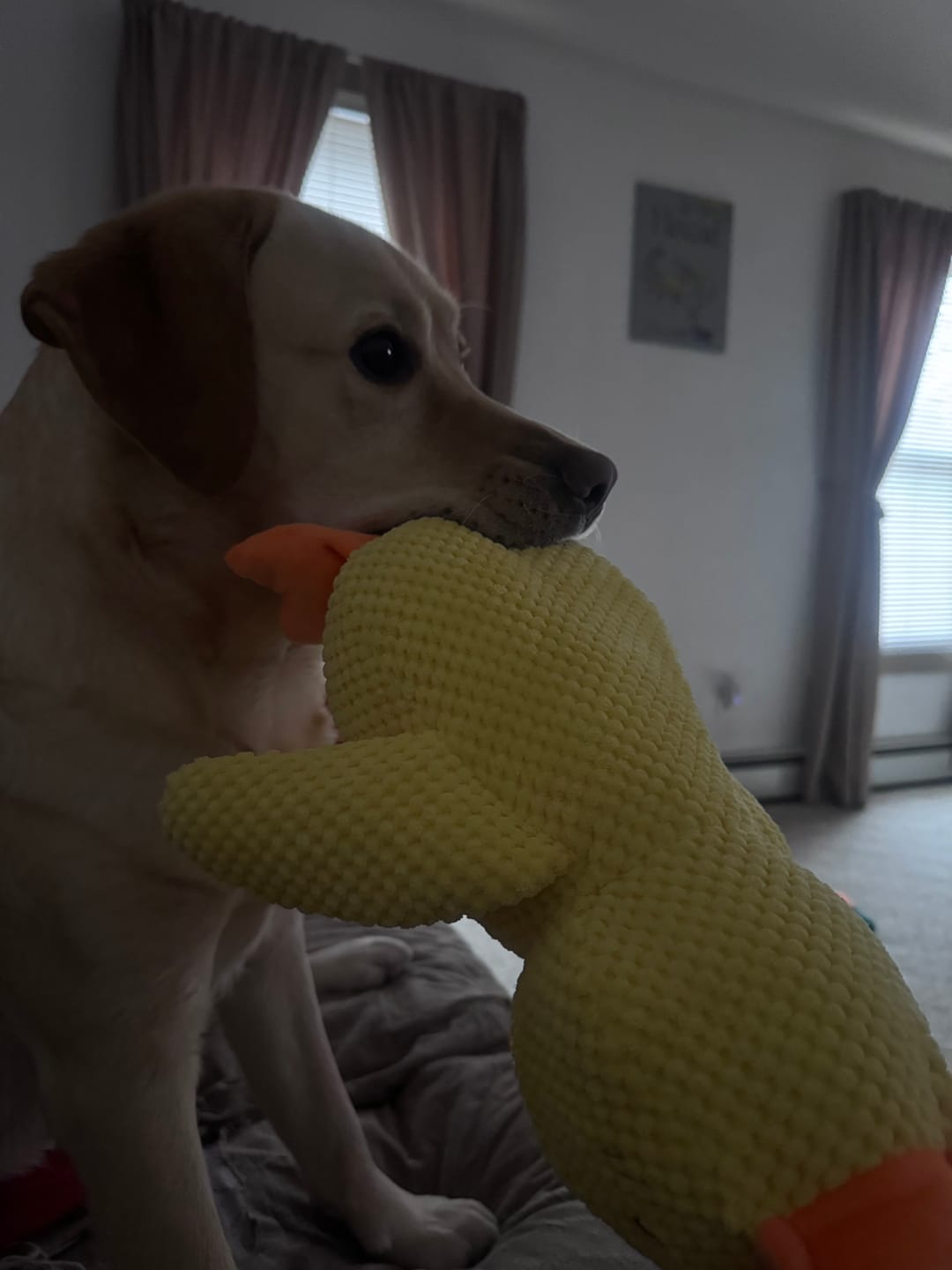 Customer photo review of Calming Duck
