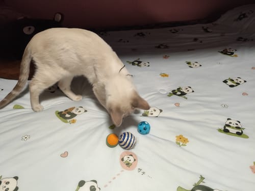 Customer photo review of CT2269 1 Set De 4 Piezas De Pelota Para Mascota