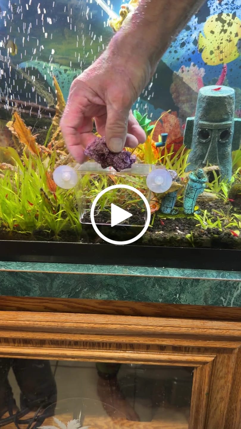 Customer video review of Freshwater Pom Pom Crab (Ptychognathus barbatus)