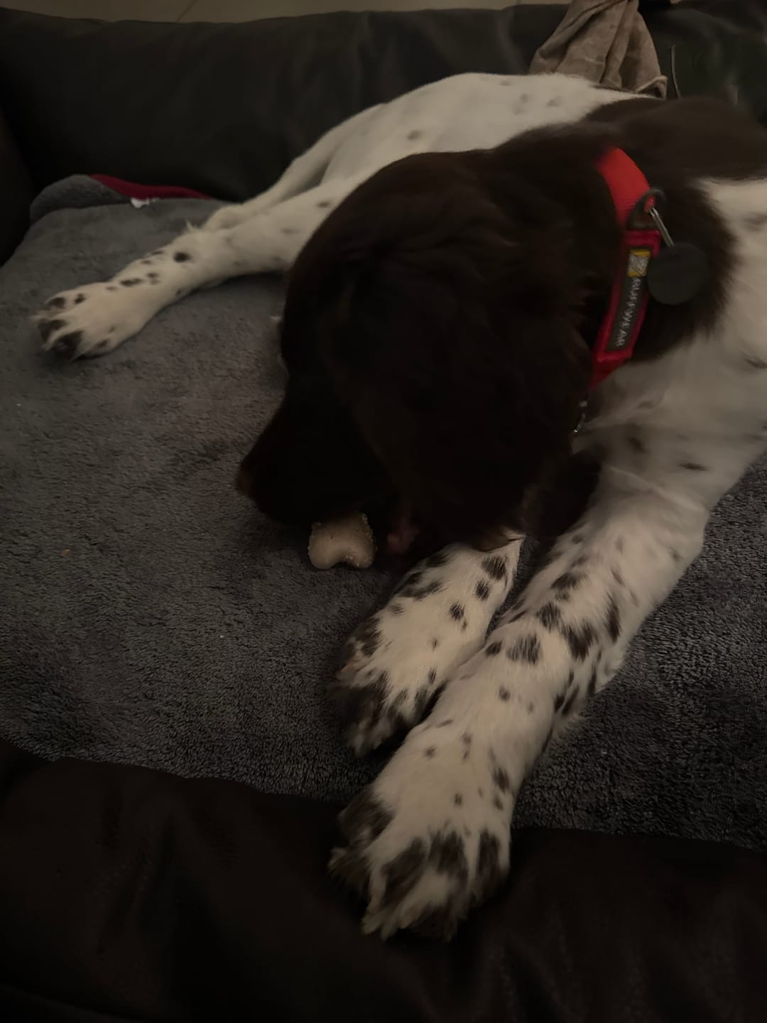 Customer photo review of BetterBone Hundeknochen – Nachhaltig, Zahnfreundlich & Langlebiges Kauspielzeug