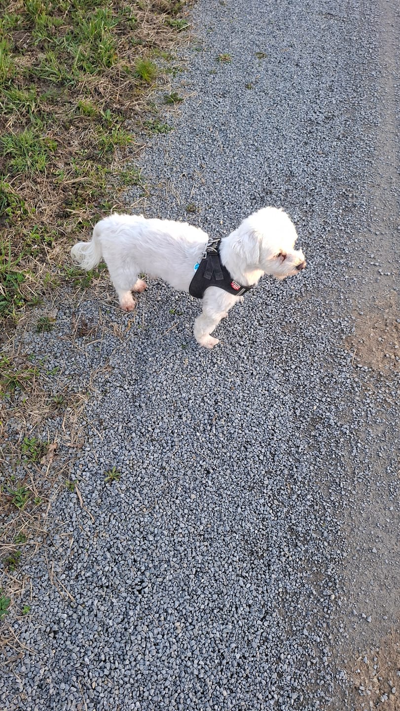 Customer photo review of Wurmtest Basic Hund