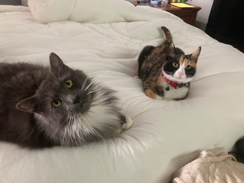 Customer photo review of MarshMellow Comforter