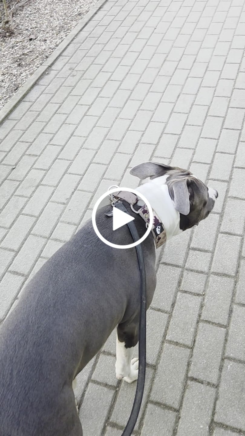 Customer video review of Szeroka obroża półzaciskowa - Martingale Camo Beige