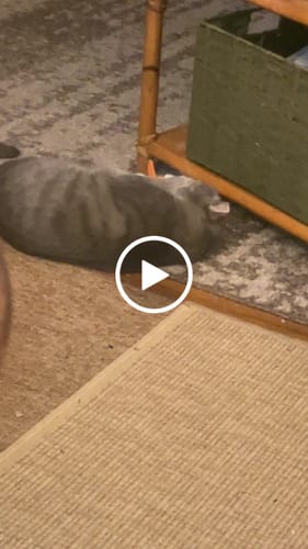 Customer video review of Hairball B-Gone for Cats