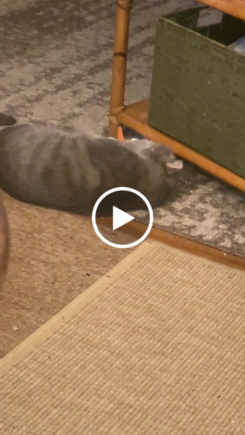 Customer video review of Hairball B-Gone for Cats