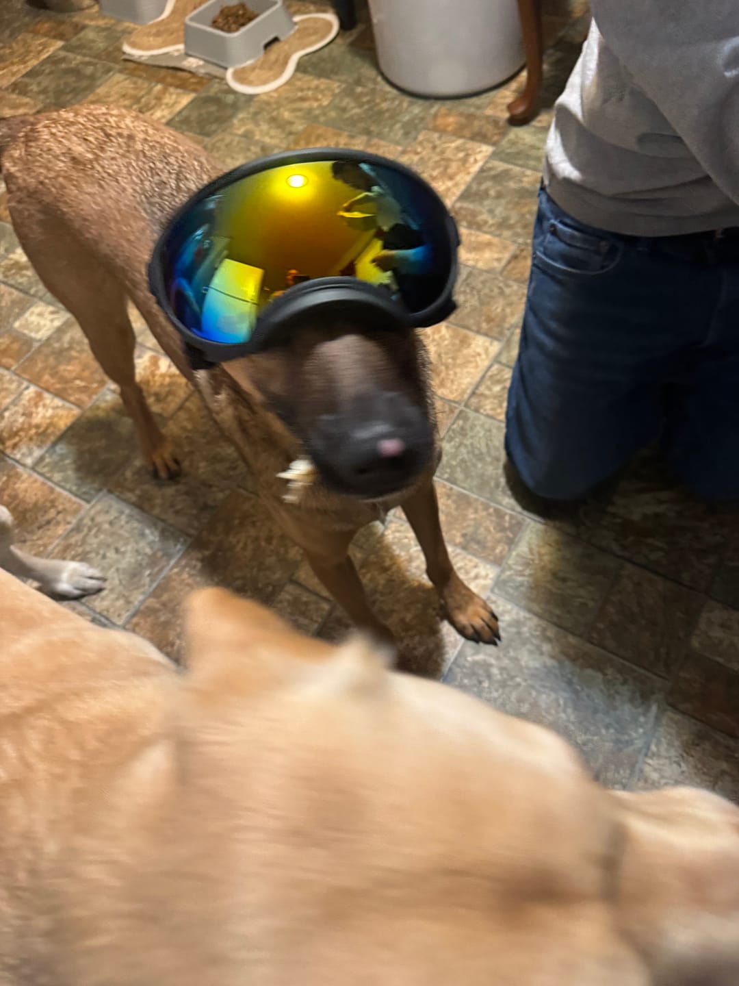 Customer photo review of Adjustable Dog Goggles (Doggles)