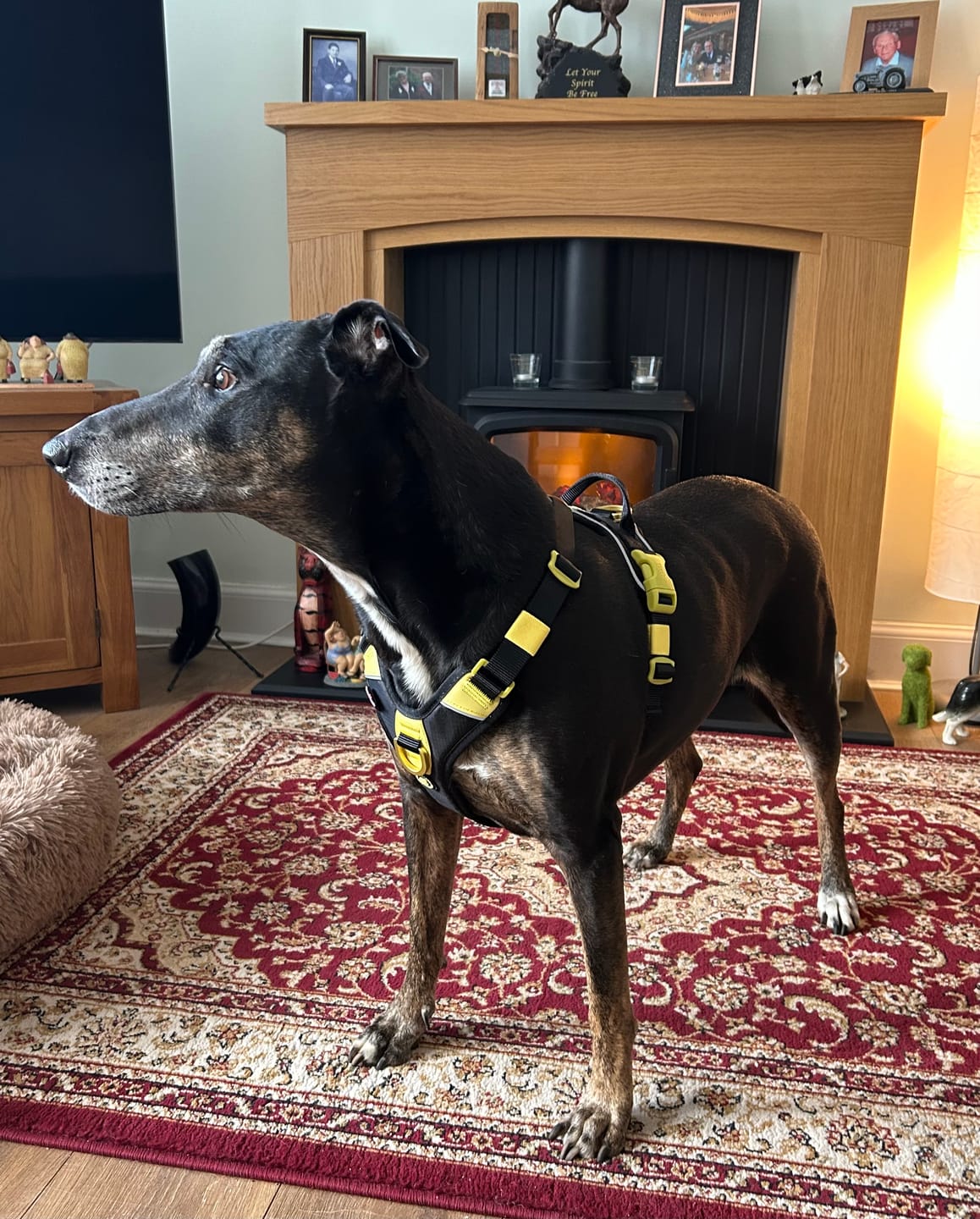 Customer photo review of Anti Pull Hurricane Harness Lighter | With Handle - Black X Yellow