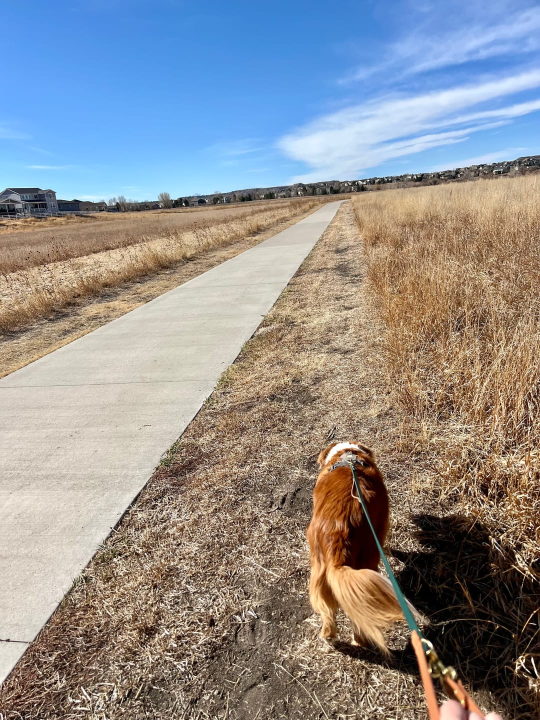 Customer photo review of Biothane Traffic Handle Dog Leash