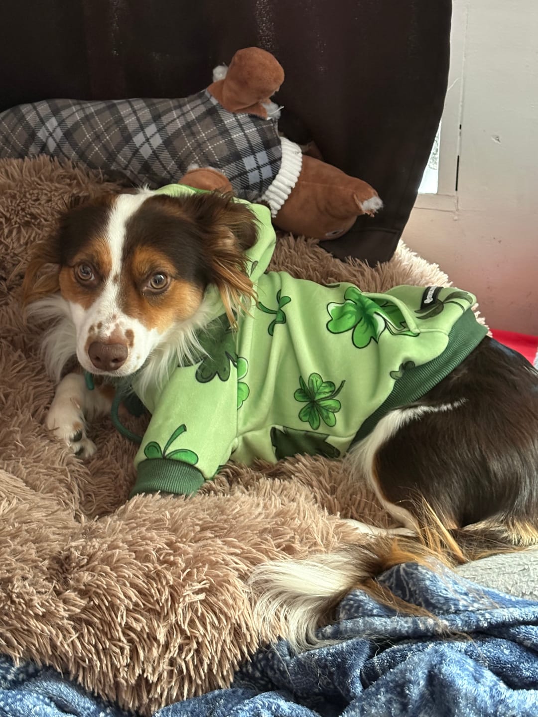 Customer photo review of St. Paddy's Dog Hoodies (Limited Edition)