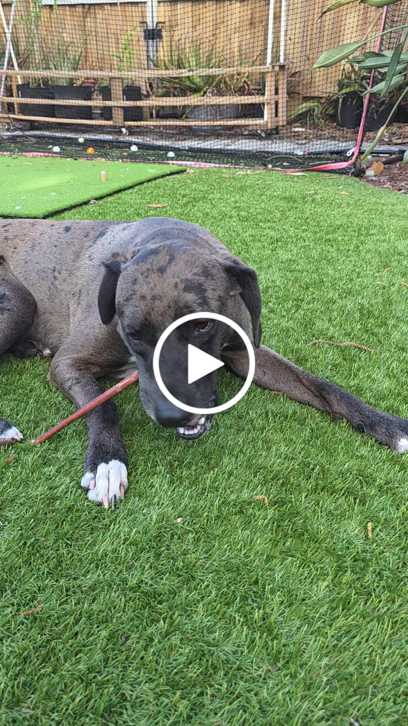 Customer video review of Hickory Smoked Bully Sticks
