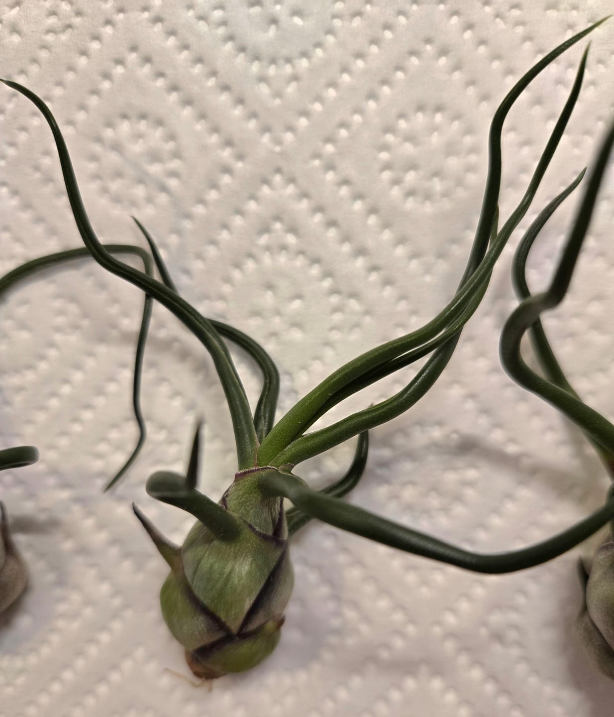 Customer photo review of Tillandsia streptophylla