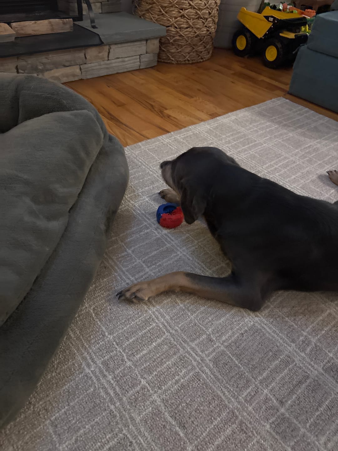 Customer photo review of 12 Inch Standard Bully Stick