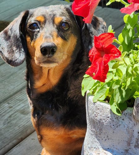 Reviewer's 8-year-old dachshund looking alert while sitting on a wooden deck next to a pot of red flowers.