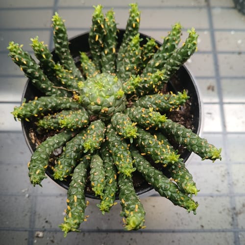 Customer's healthy Medusa Plant from above, showing many green arms in a black pot.