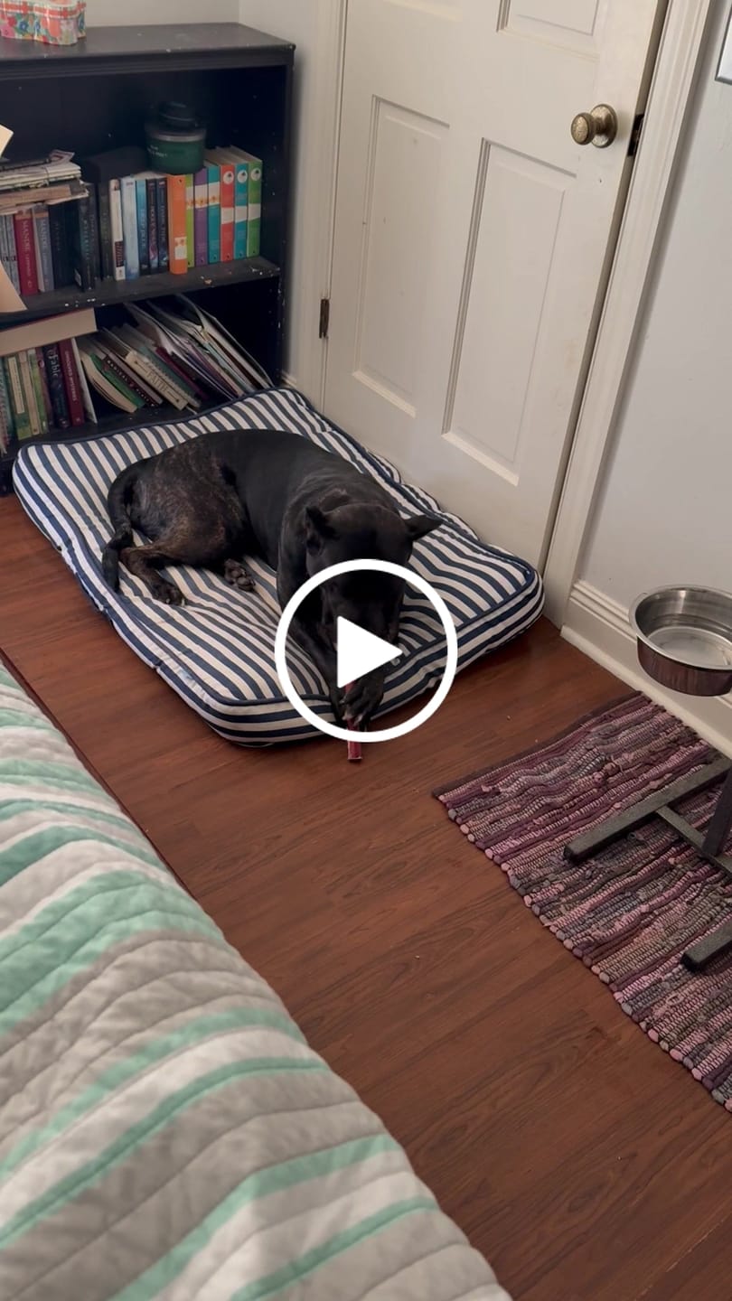 Customer video review of 12 Inch Jumbo Braided Bully Stick