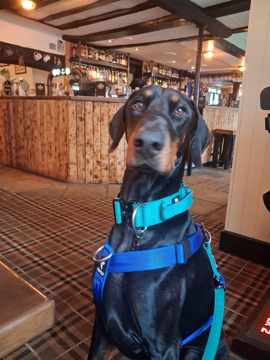 Customer photo review of Ultra Harness - Anti pull - Blue