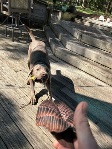 Customer photo review of Fly & Fetch Launching Toys