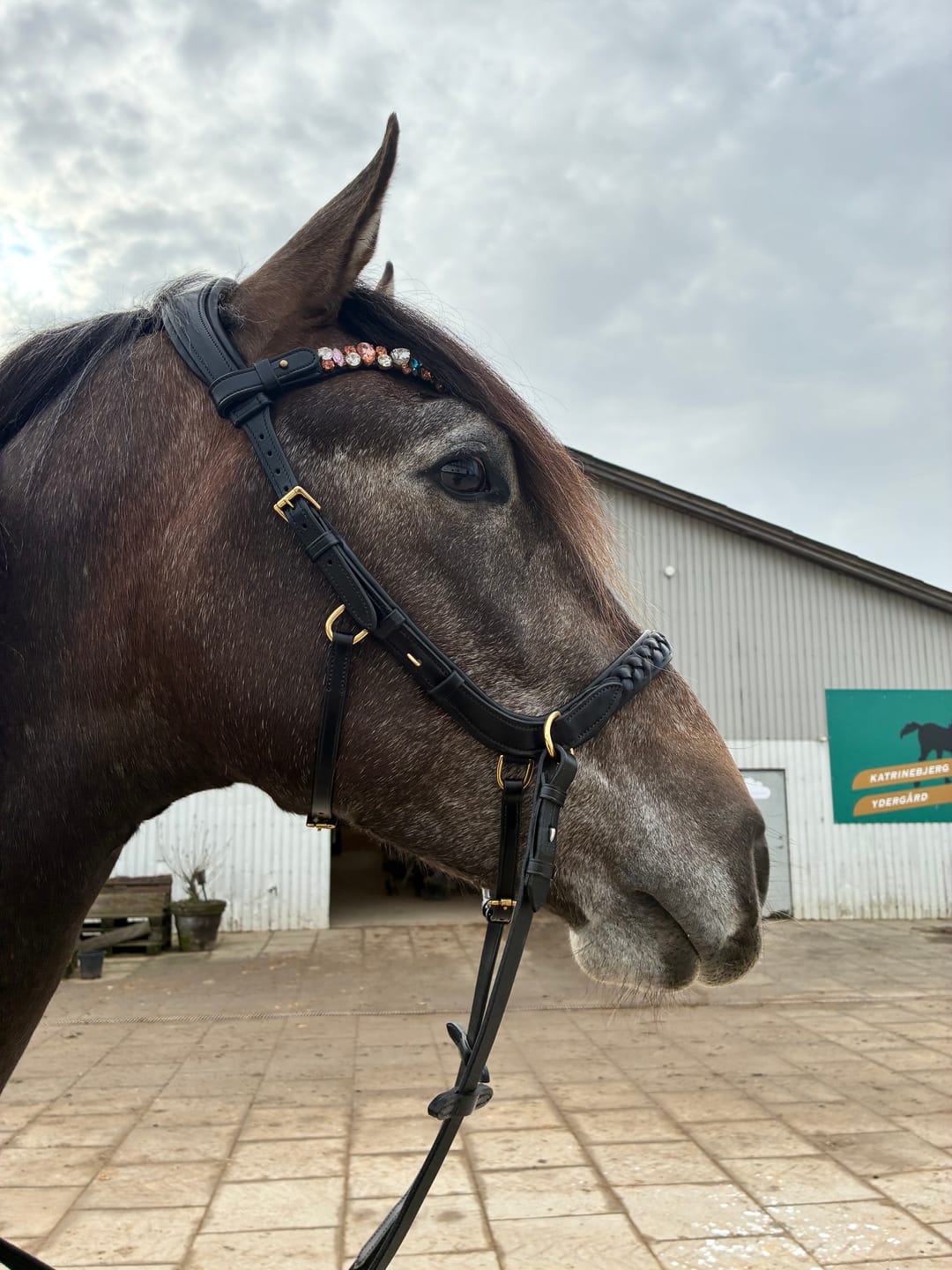 Customer photo review of ❤️ Odessa bonita Multi Bridle padded - MASEGO bit to bitless system