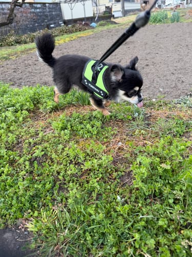 Customer photo review of FunFunPet 高機能ハーネス（お名前タグ作成サービス付き）