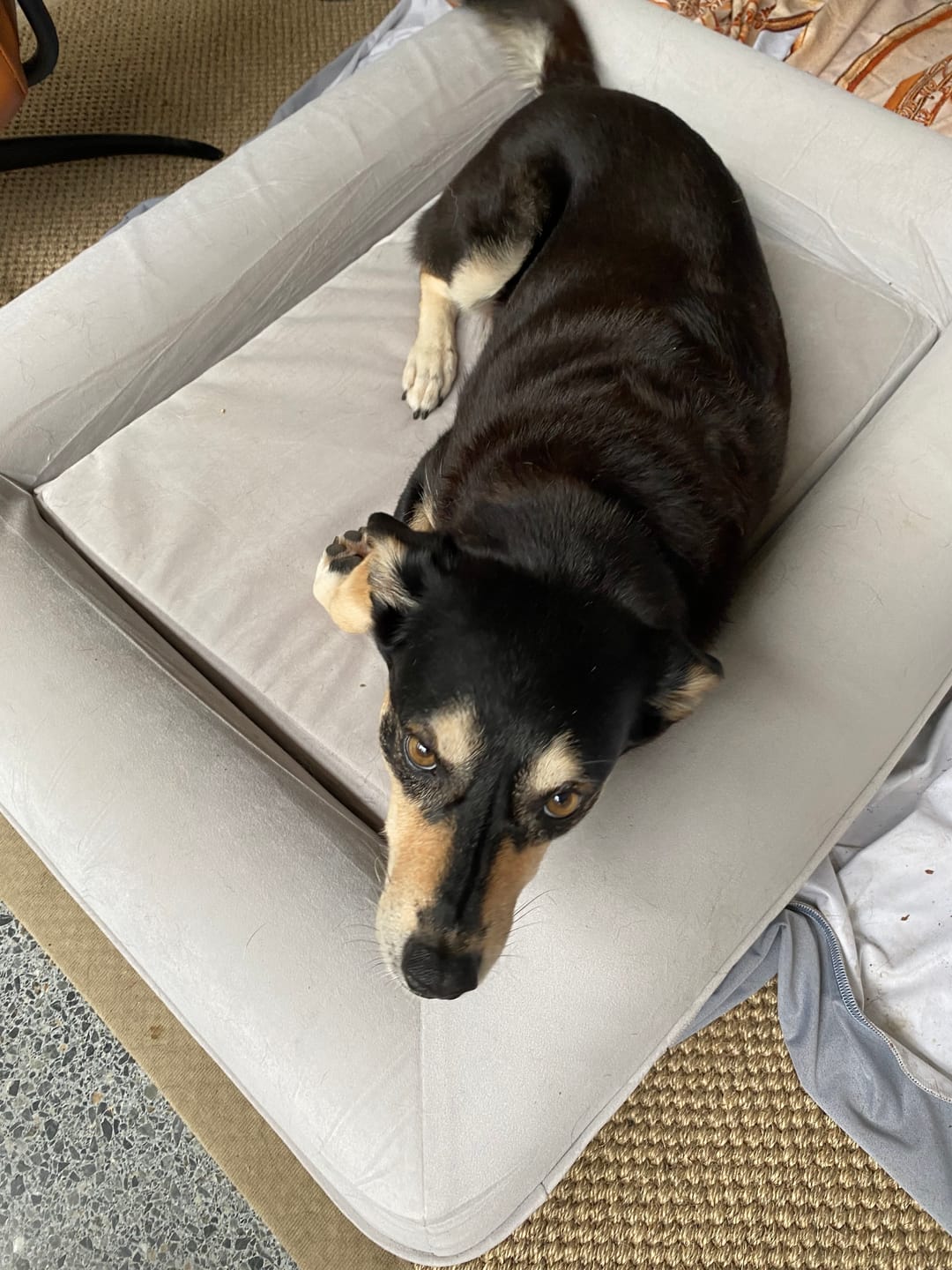 Customer photo review of Orthopaedic Memory Foam Dog Bed