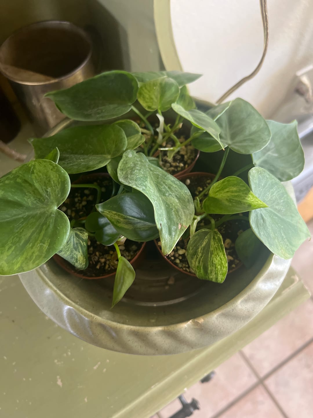 Customer photo review of Philodendron hederaceum variegated
